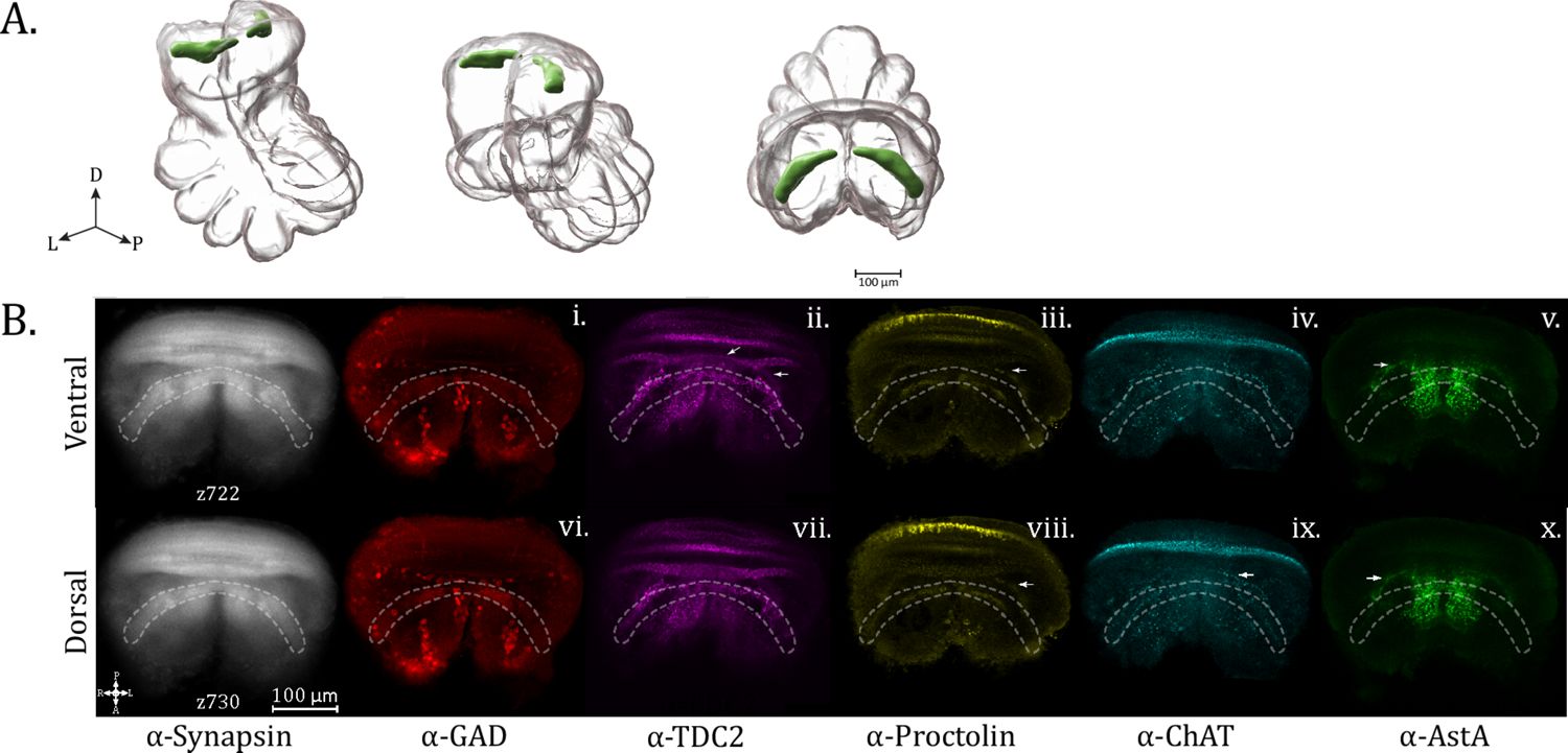 Figure 10. Protocerebral bridge (PCB) neuropil.