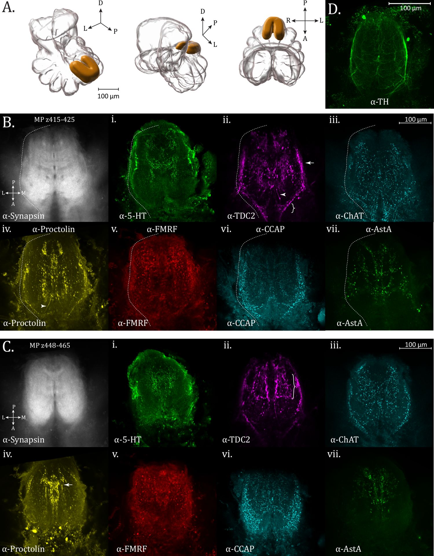 Figure 3. Opisthosomal neuropil.