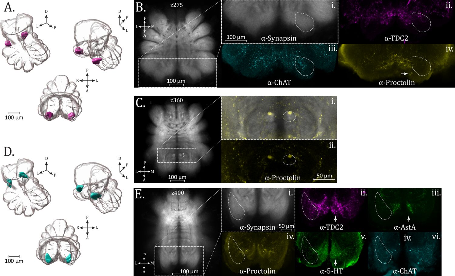 Figure 4. Pedipalp, Blumenthal, and cheliceral neuropil.