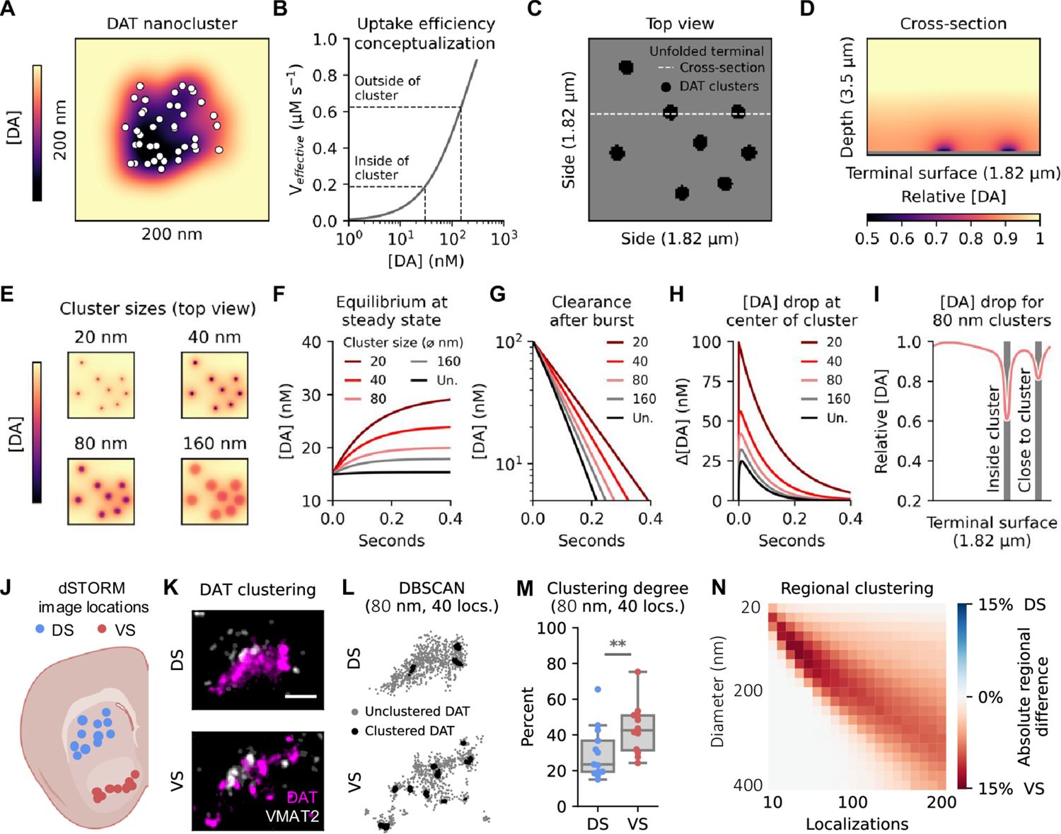 Figure 4. DAT nanoclustering reduces uptake and shows regional variation.