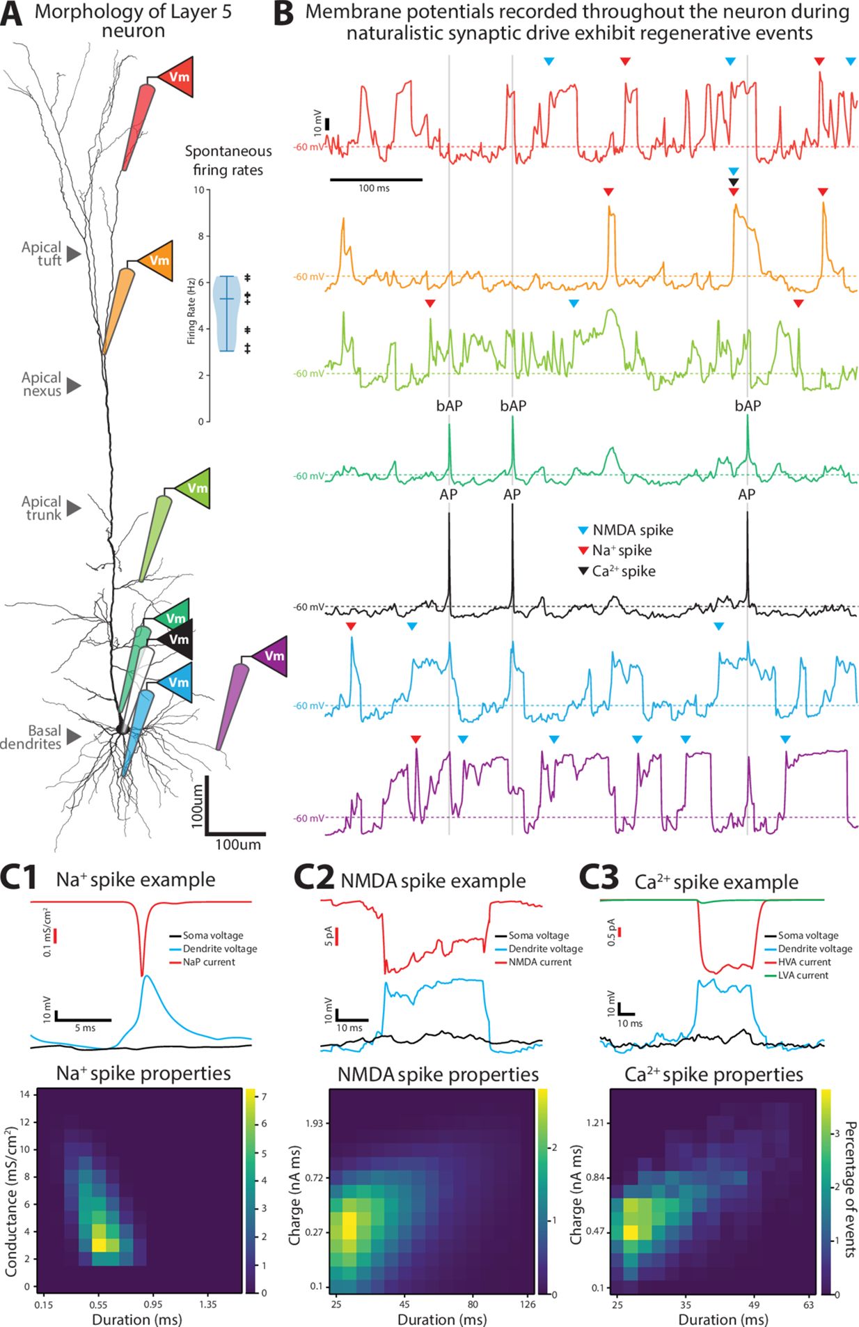 Figure 1. A model layer 5 pyramidal neuron with active dendrites.