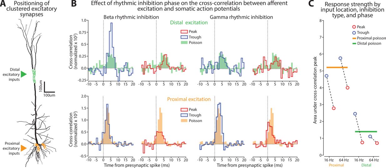 Figure 10. Effect of beta and gamma rhythms on responsiveness to synaptic inputs targeting distinct regions of the dendritic tree.