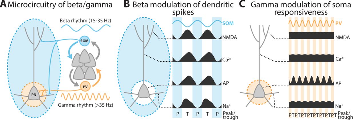 Figure 11. A summary schematic of the principal findings.