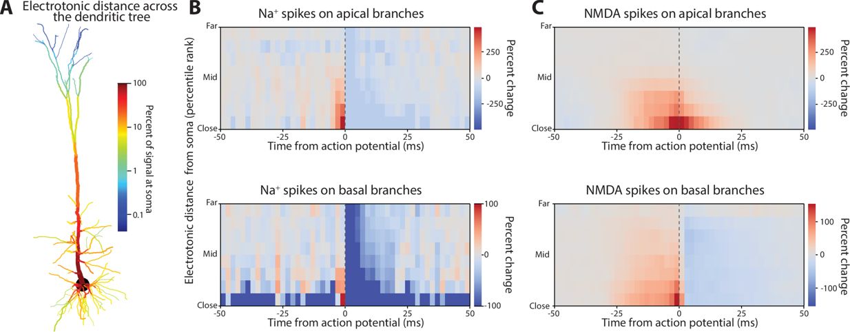 Figure 2. Influence of Na+ and NMDA spikes on action potential generation.
