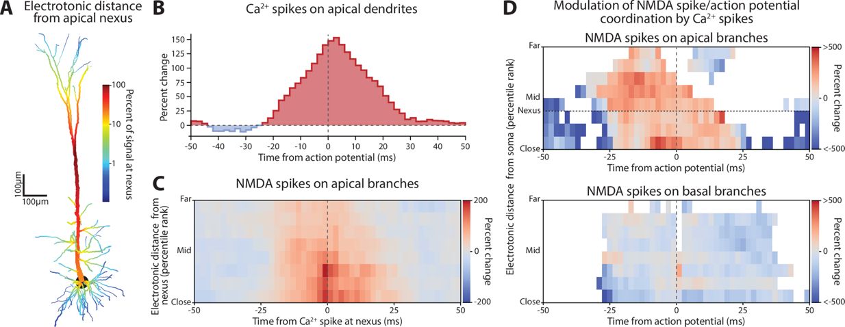 Figure 3. Influence of Ca2+ spikes on action potential generation and their behavior as a second integrative mechanism.