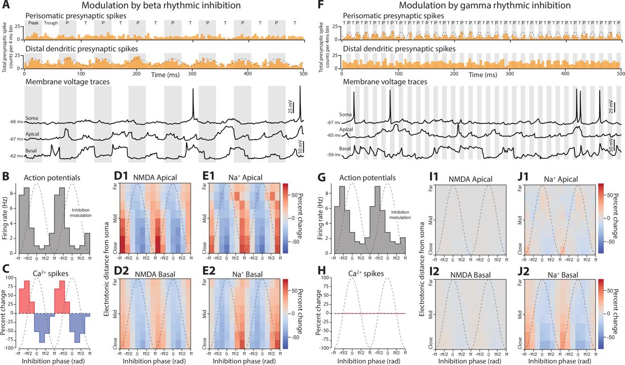 Figure 5. Phase-dependent effects of beta and gamma rhythmic inhibition on dendritic spikes.