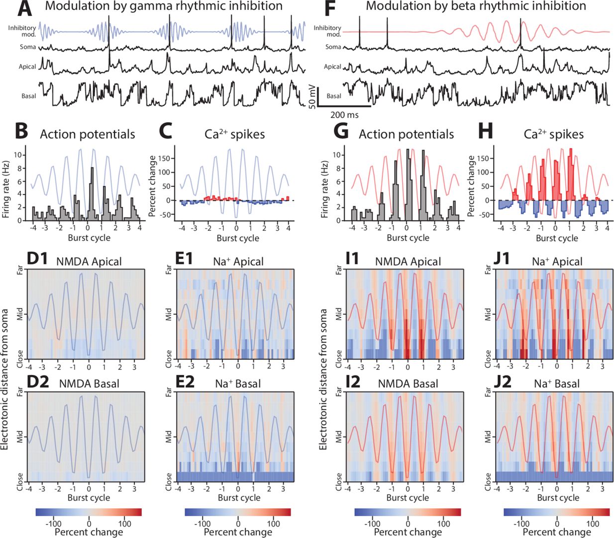 Figure 9. Phase-dependent effects of gamma and beta bursts on dendritic spikes.