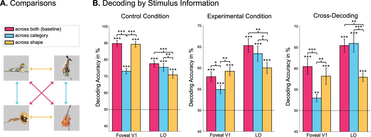 Figure 3. Foveal feedback is sensitive to stimulus shape, not semantic category.