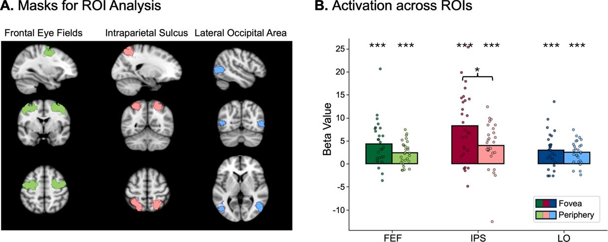 Figure 4. Correlation of foveal decoding with region of interest (ROI) activation.