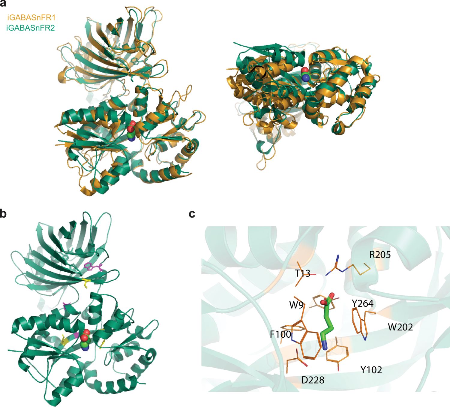 Figure 3. Crystal structure of iGABASnFR2 in complex with GABA.
