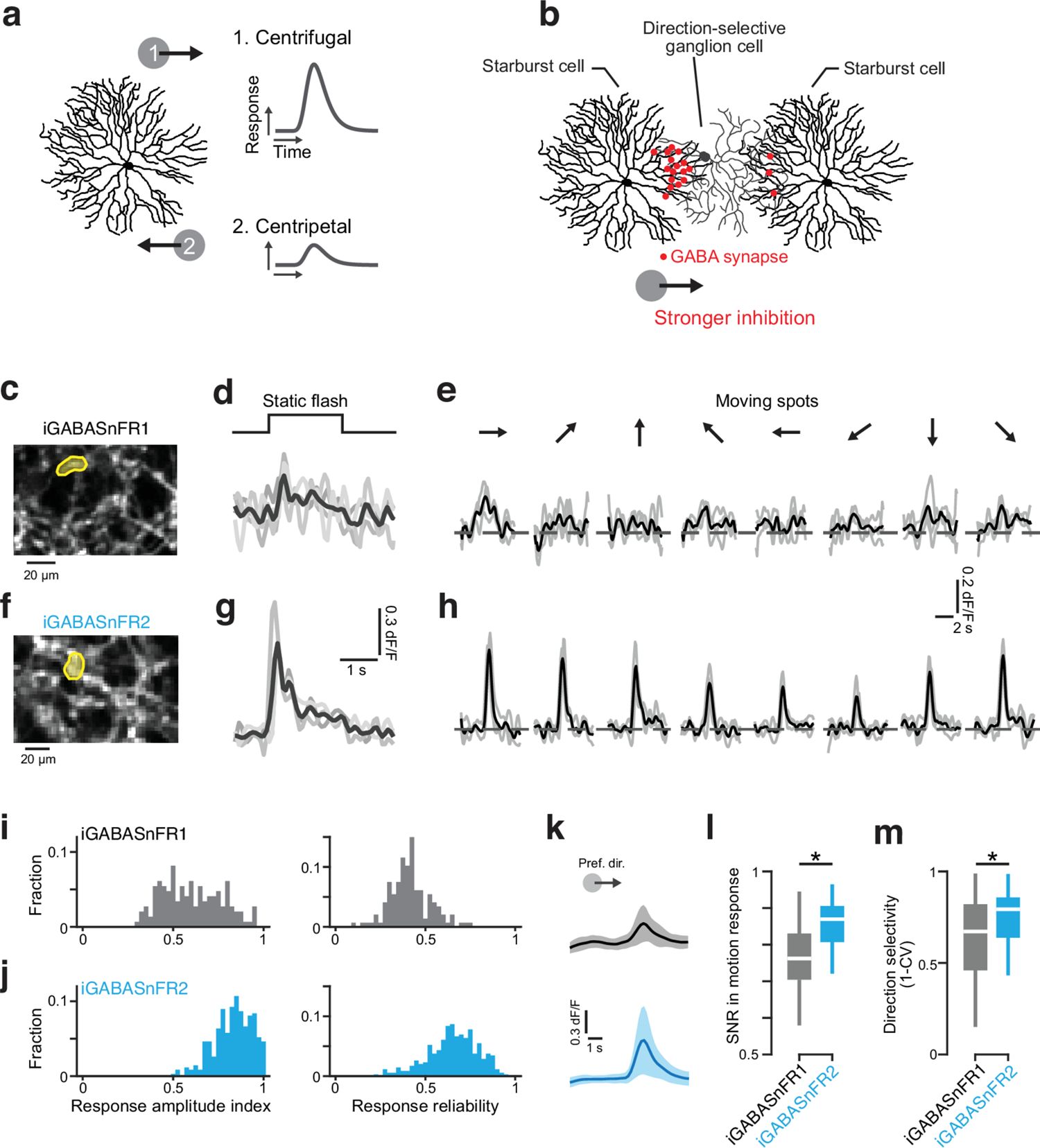 Figure 5. iGABASnFR2 reliably reports direction selectivity in the retina.