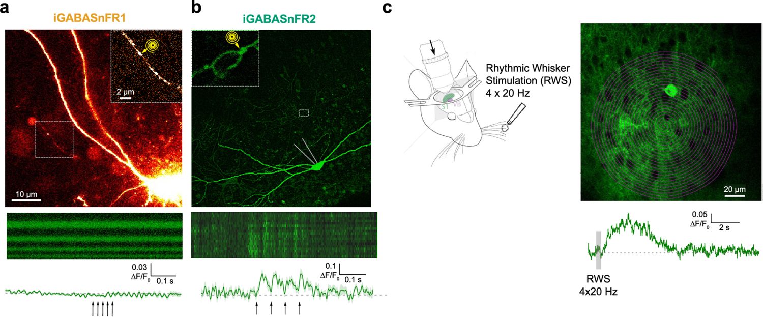 Figure 6. iGABASnFR2 reliably detects synaptic GABA release in slices and sensory-evoked GABA in vivo.