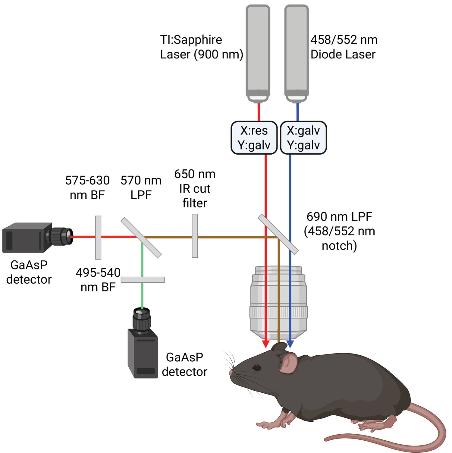 Figure 1. Photostimulation setup.