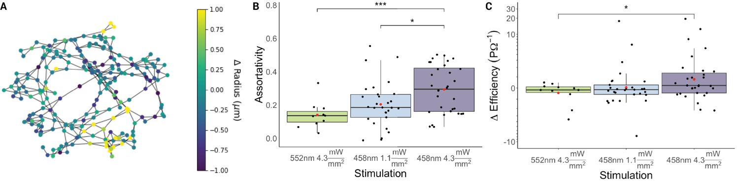 Figure 9. Microvascular network coordination following optogenetic stimulation.
