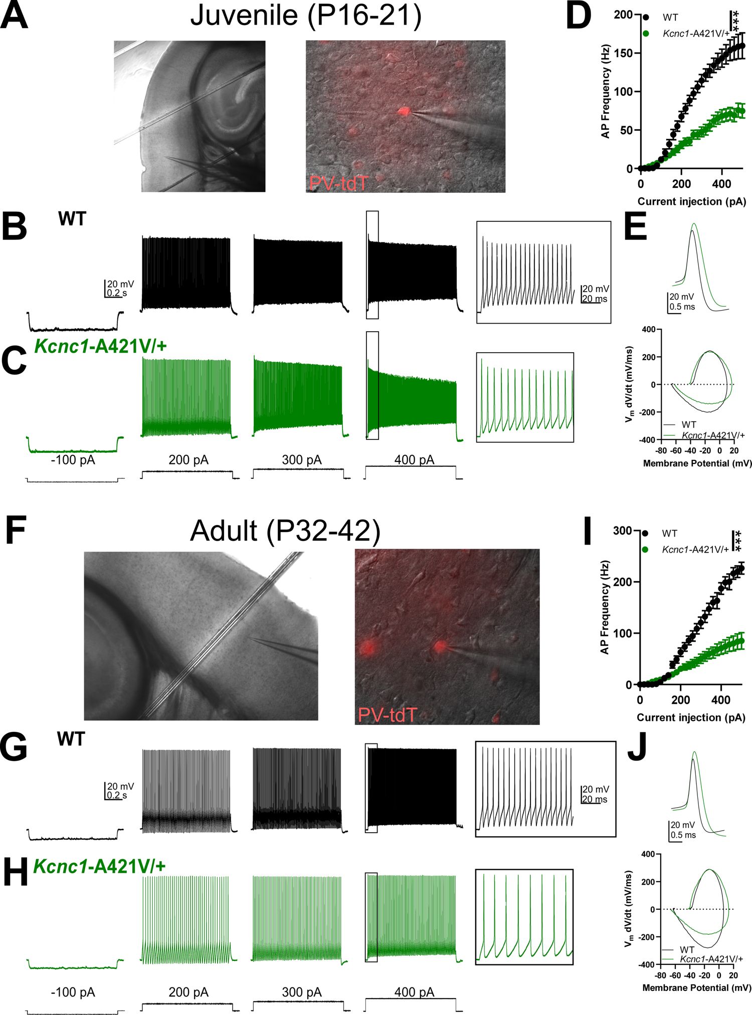 Figure 4. Impaired parvalbumin-positive fast-spiking GABAergic inhibitory interneuron (PV-IN) intrinsic excitability in juvenile and adult Kcnc1-A421V/+ mice.