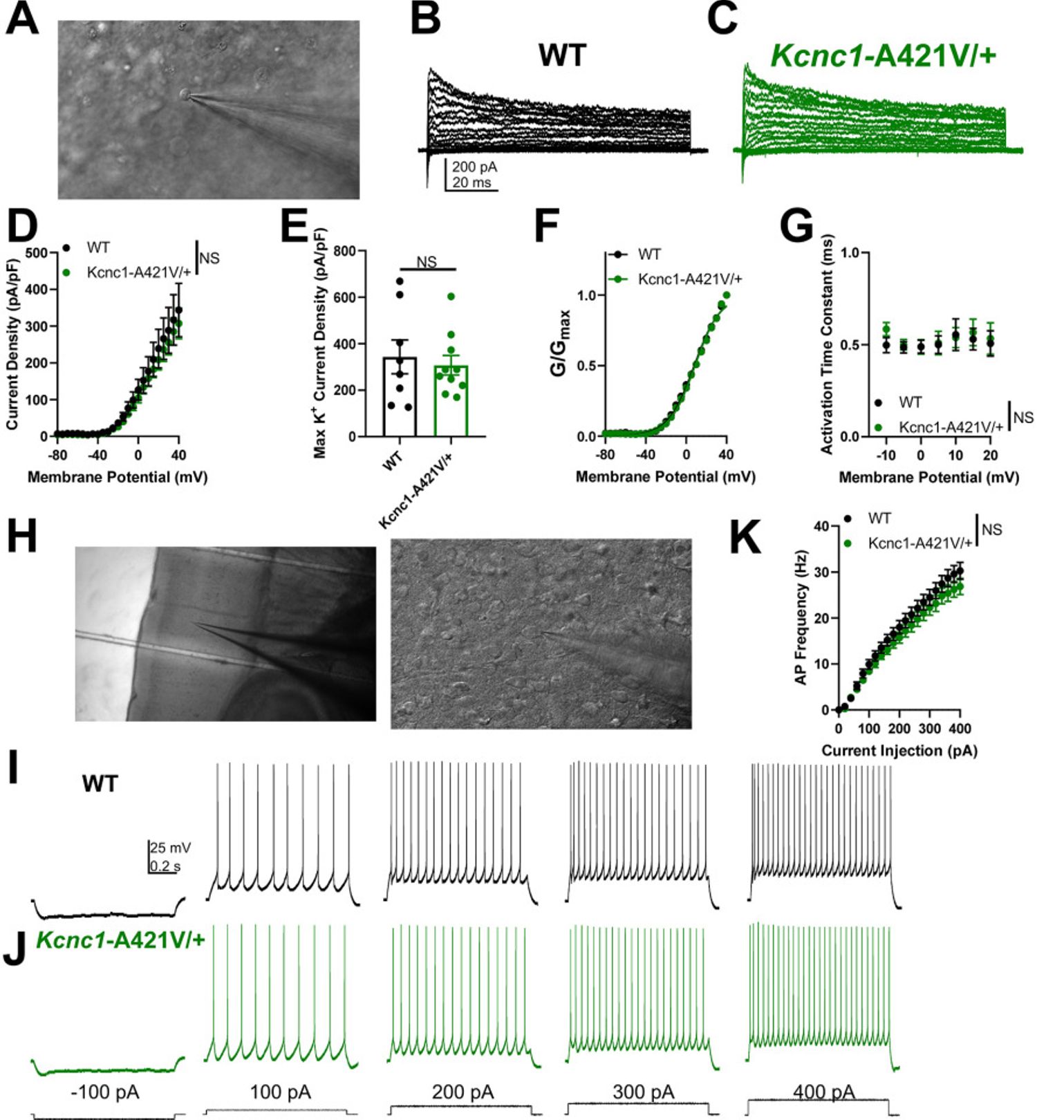 Figure 5. Unaltered potassium currents and physiological function of excitatory neurons in postnatal day (P)16–21 Kcnc1-A421V/+ mice.