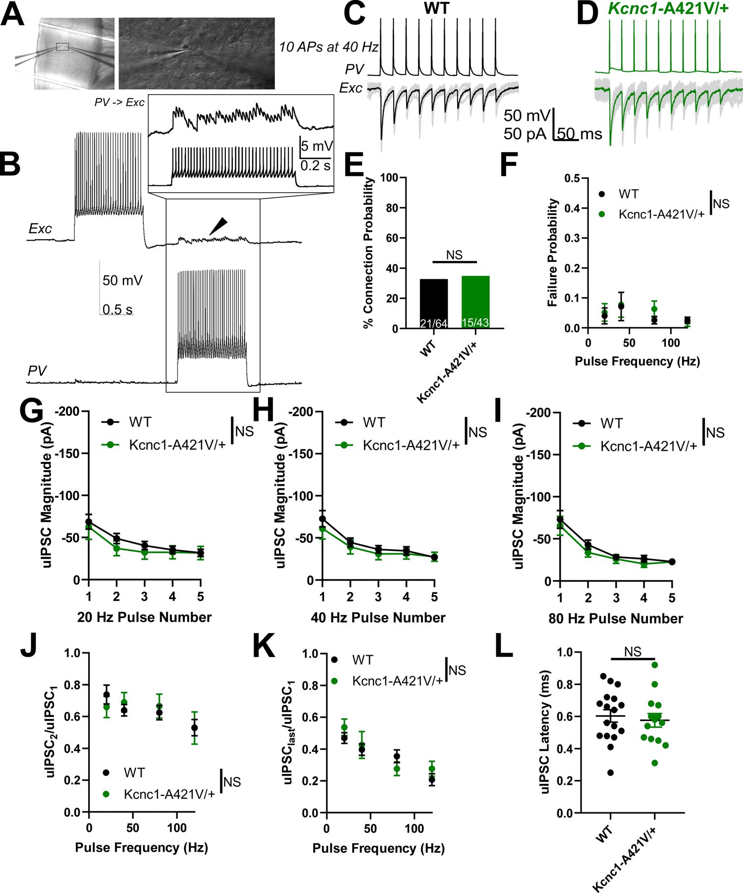 Figure 6. Juvenile (P16–21) Kcnc1-A421V/+ mice exhibit normal parvalbumin-positive fast-spiking GABAergic inhibitory interneuron (PV-IN)-mediated inhibitory synaptic neurotransmission.