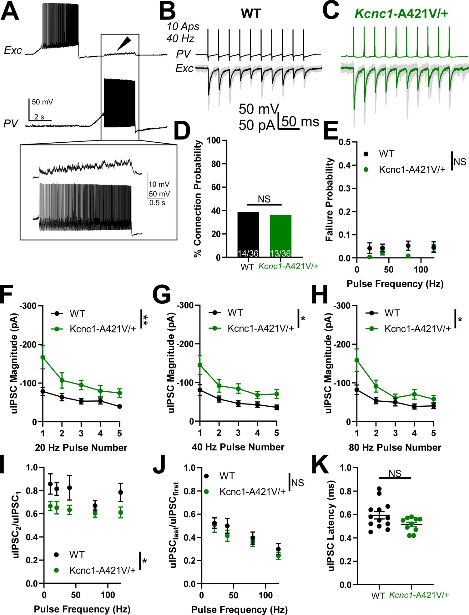 Figure 7. Adult (P32–42) Kcnc1-A421V/+ mice exhibit altered parvalbumin-positive fast-spiking GABAergic inhibitory interneuron (PV-IN)-mediated synaptic neurotransmission.