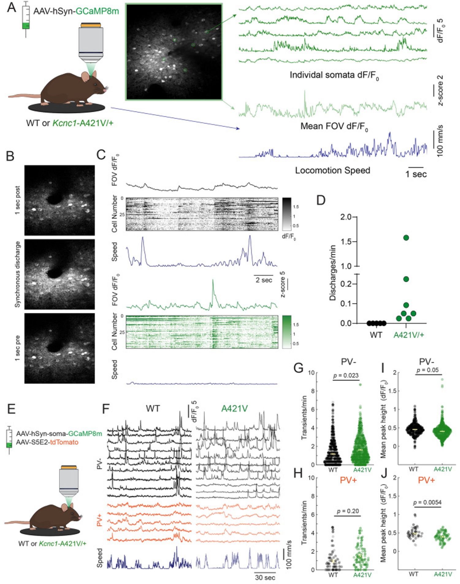 Figure 8. In vivo two-photon (2P) calcium imaging reveals paroxysmal hypersynchronous discharges and altered neuronal excitability in Kcnc1-A421V/+ mice.
