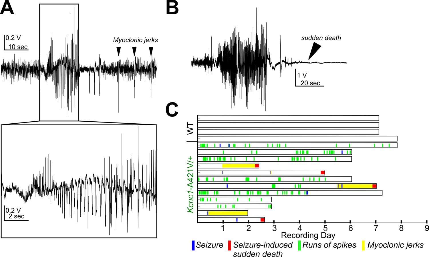 Figure 9. Kcnc1-A421V/+ mice exhibit spontaneous seizures and seizure-induced death.